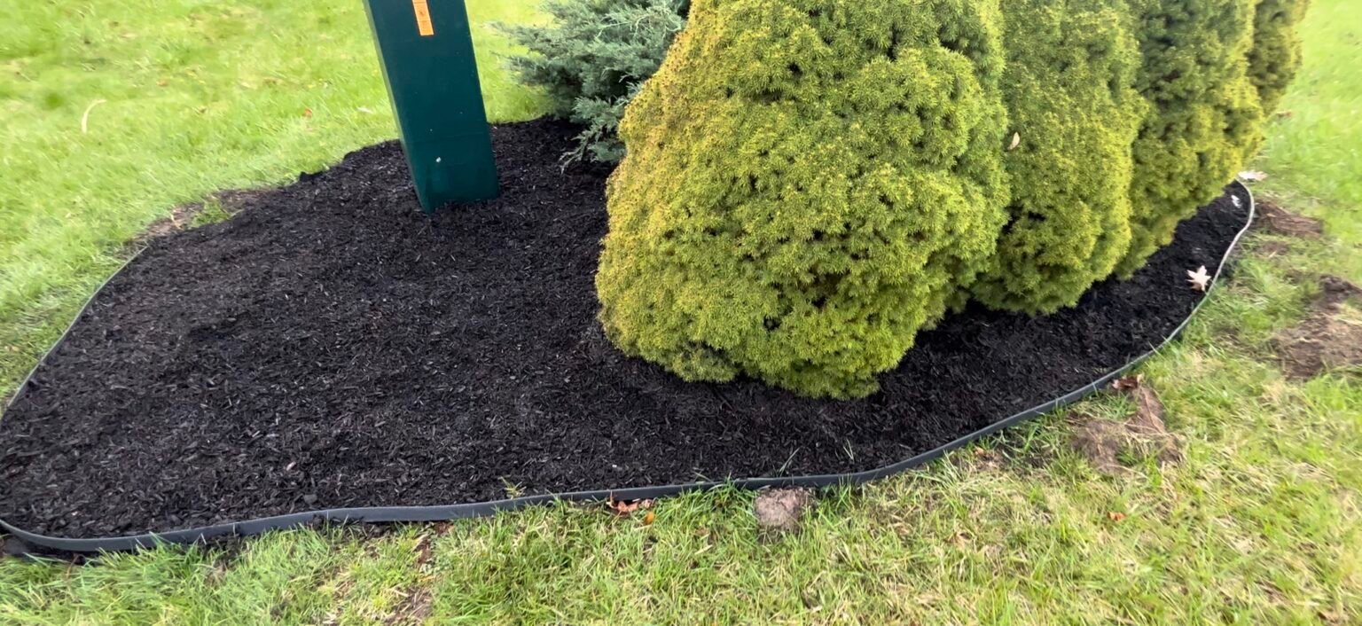 Curved freshly mulched bed wrapping around shaped conifer with clean edge line