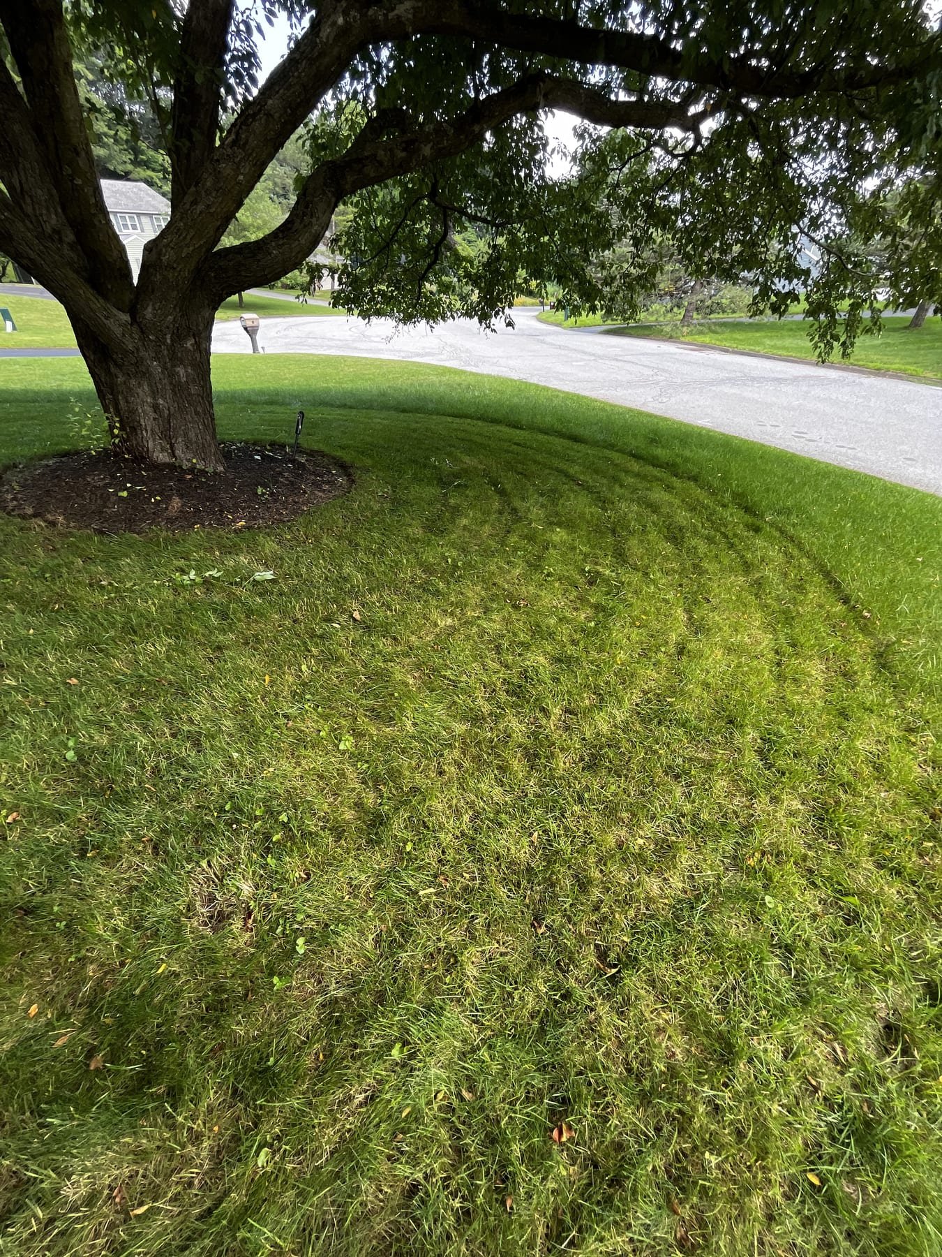Curved mowing pattern wrapping around a mature shade tree in a front lawn