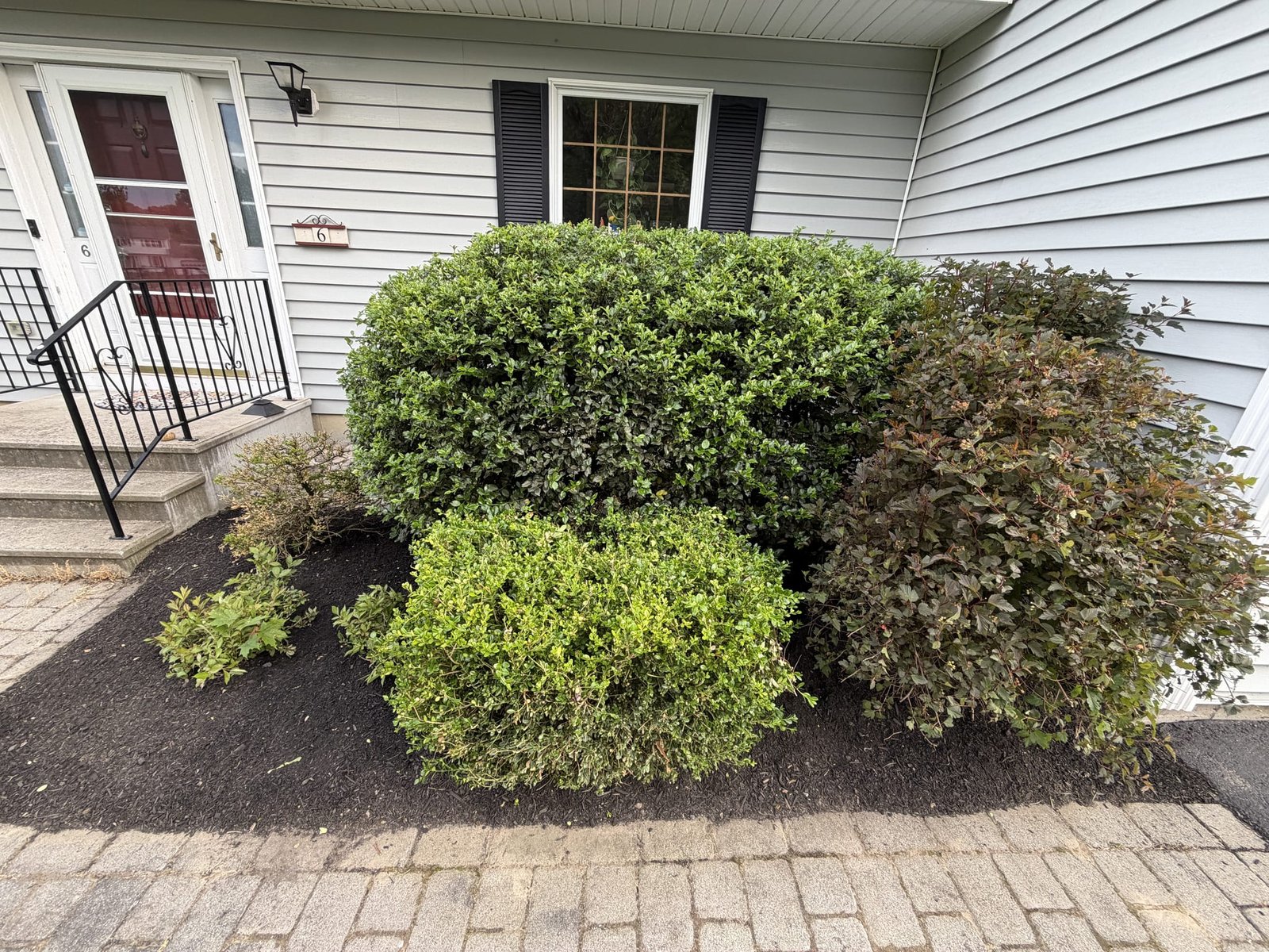 Neatly trimmed shrubs bordered by a clean line of fresh dark mulch after a cleanup.