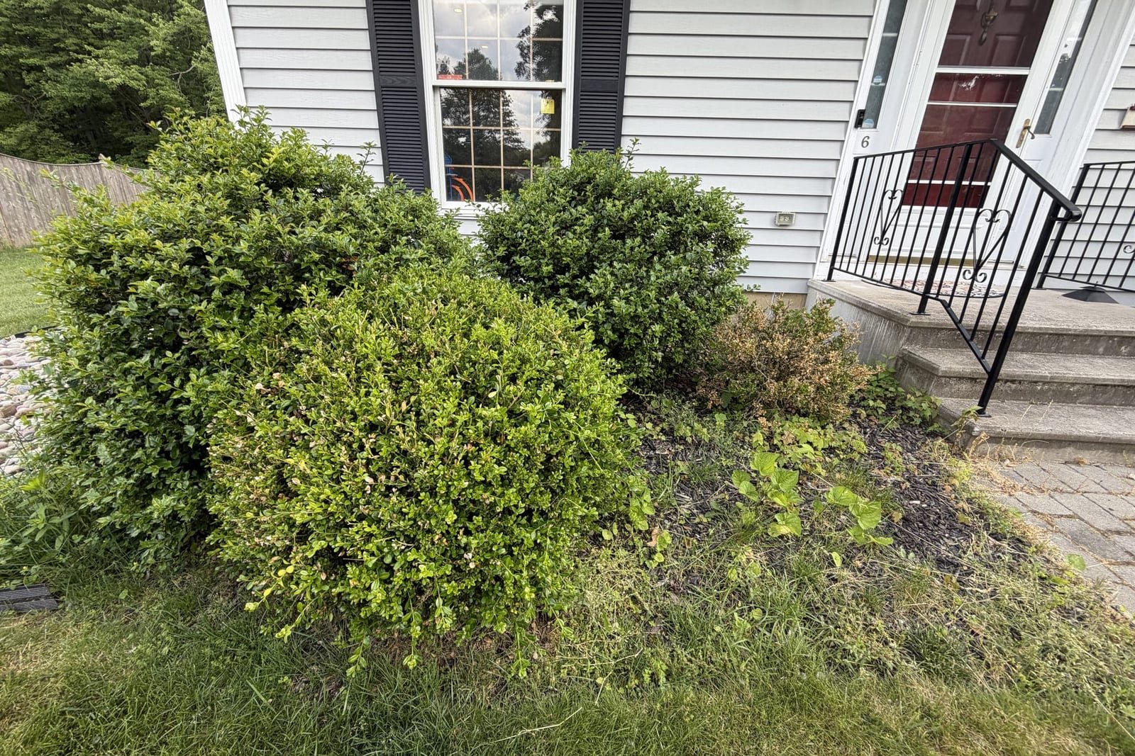 Before: an overgrown shrub bed crowding the foundation before the cleanup.