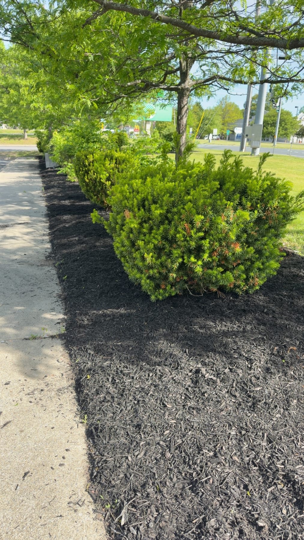 Row of uniformly shaped shrubs alongside a sidewalk with fresh black mulch installed