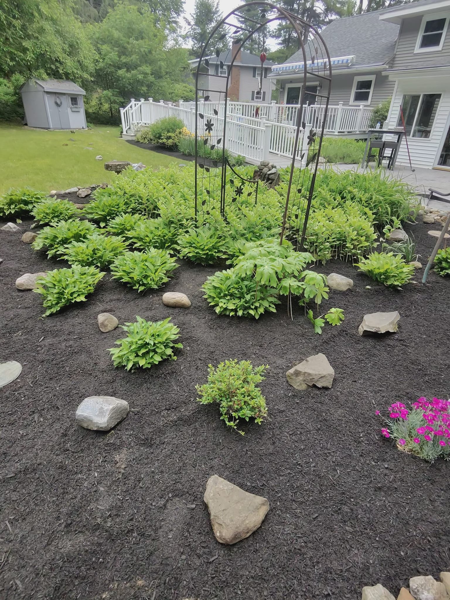 A backyard garden with a black metal arbor surrounded by lush hostas.