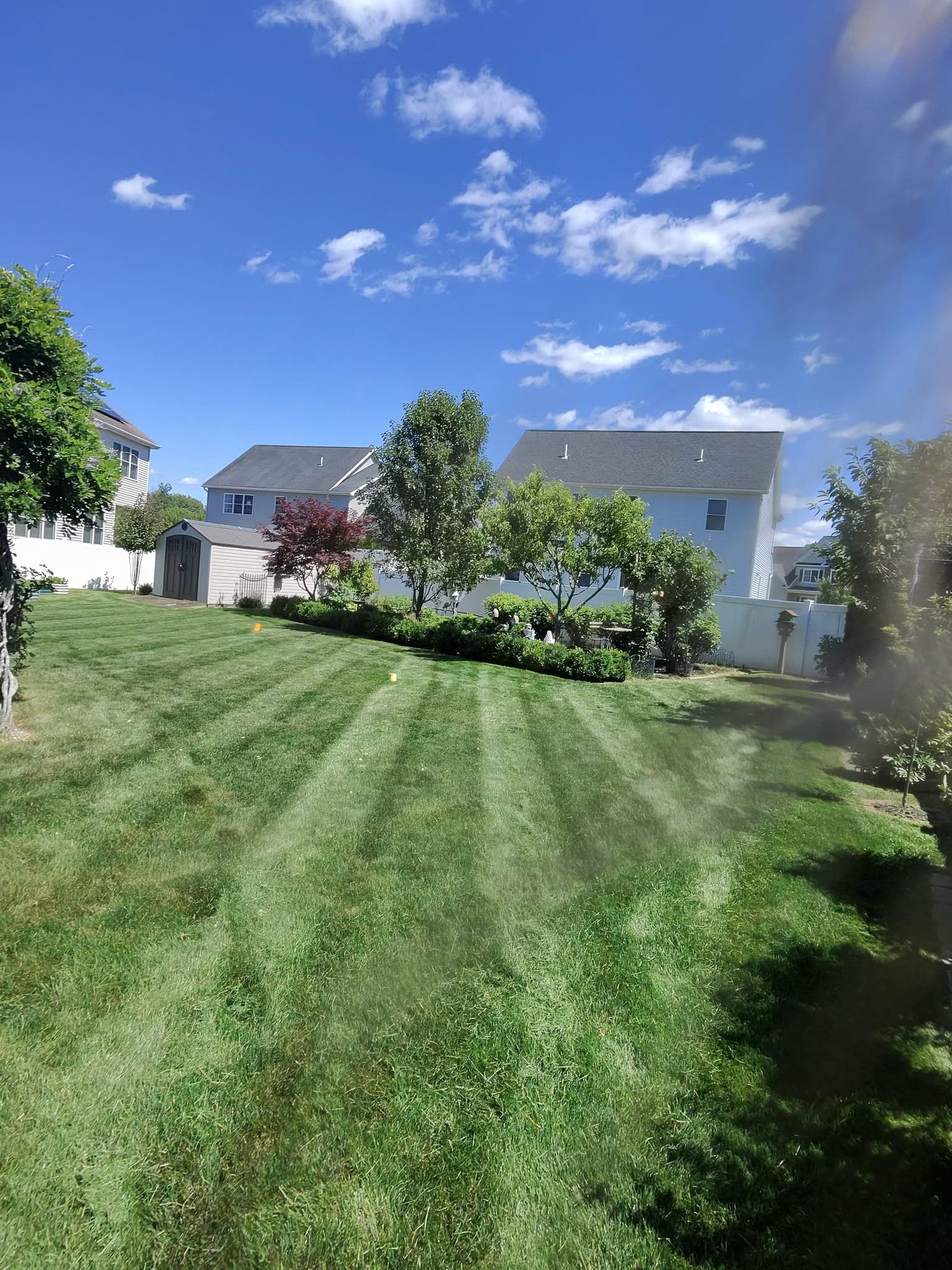 Wide striped backyard lawn with a garden hedge and shed