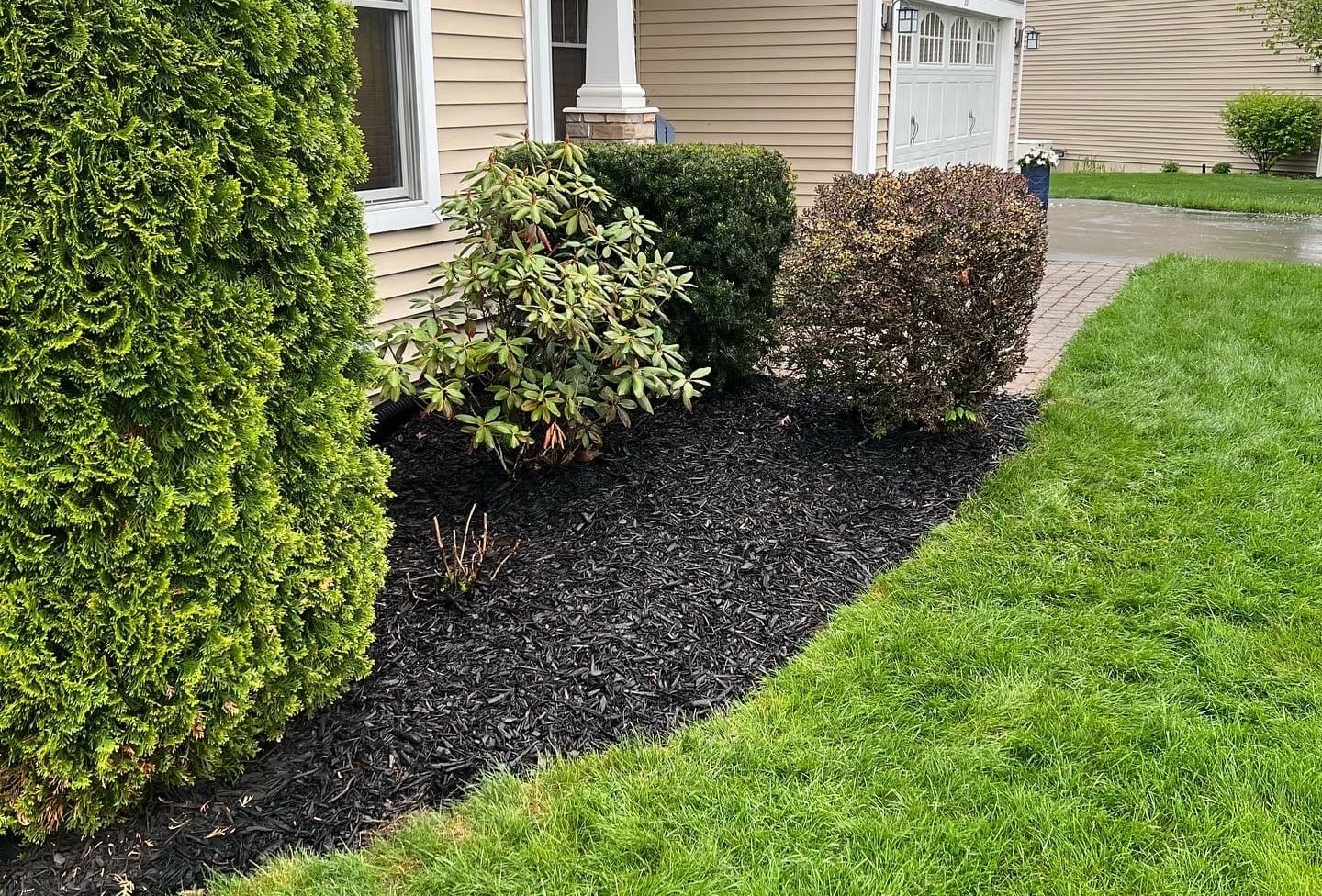 Front foundation bed after refresh: clean-cut edge, shaped shrubs, fresh dark mulch