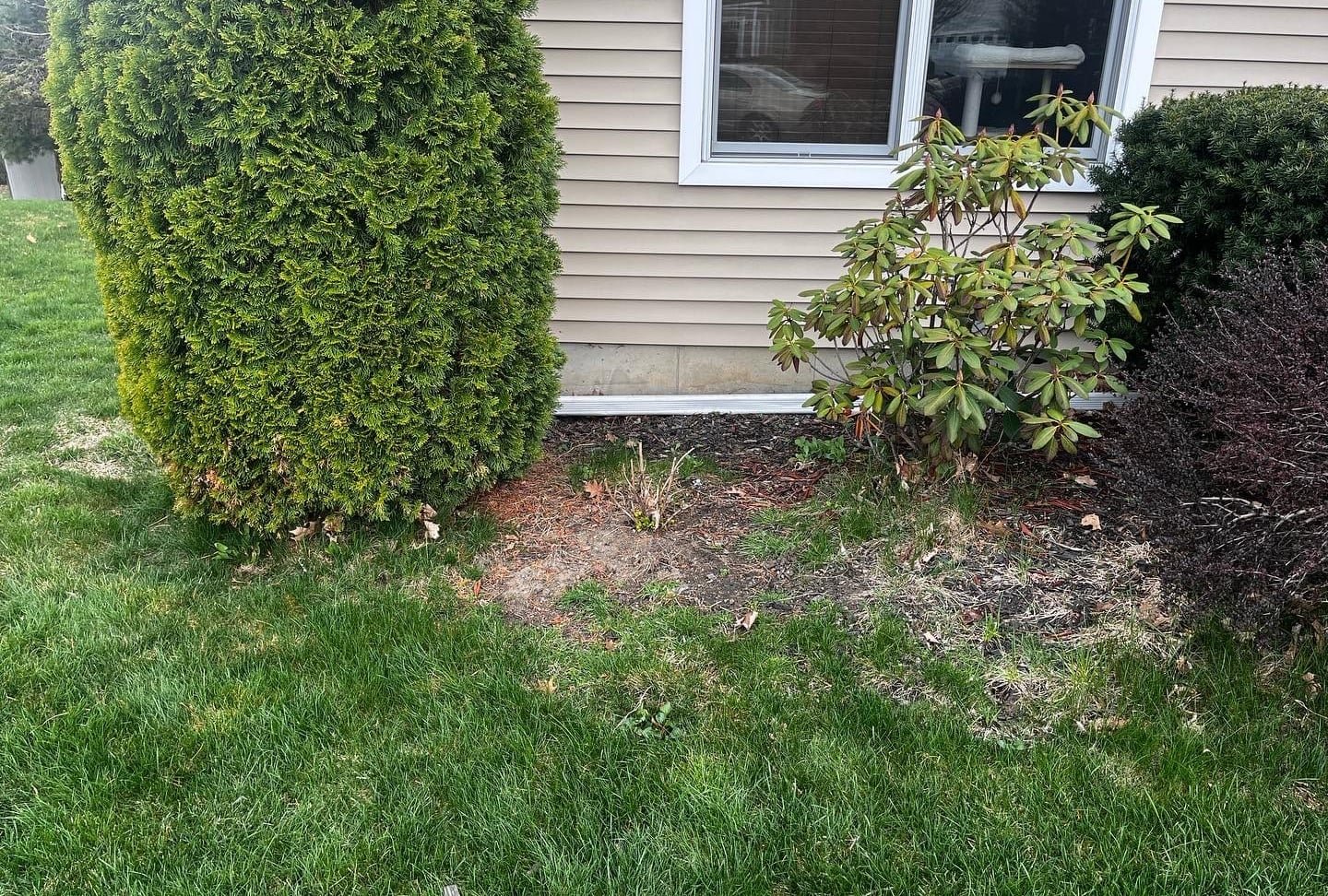 The same front bed before the refresh — ragged edge, faded mulch, overgrown shrubs