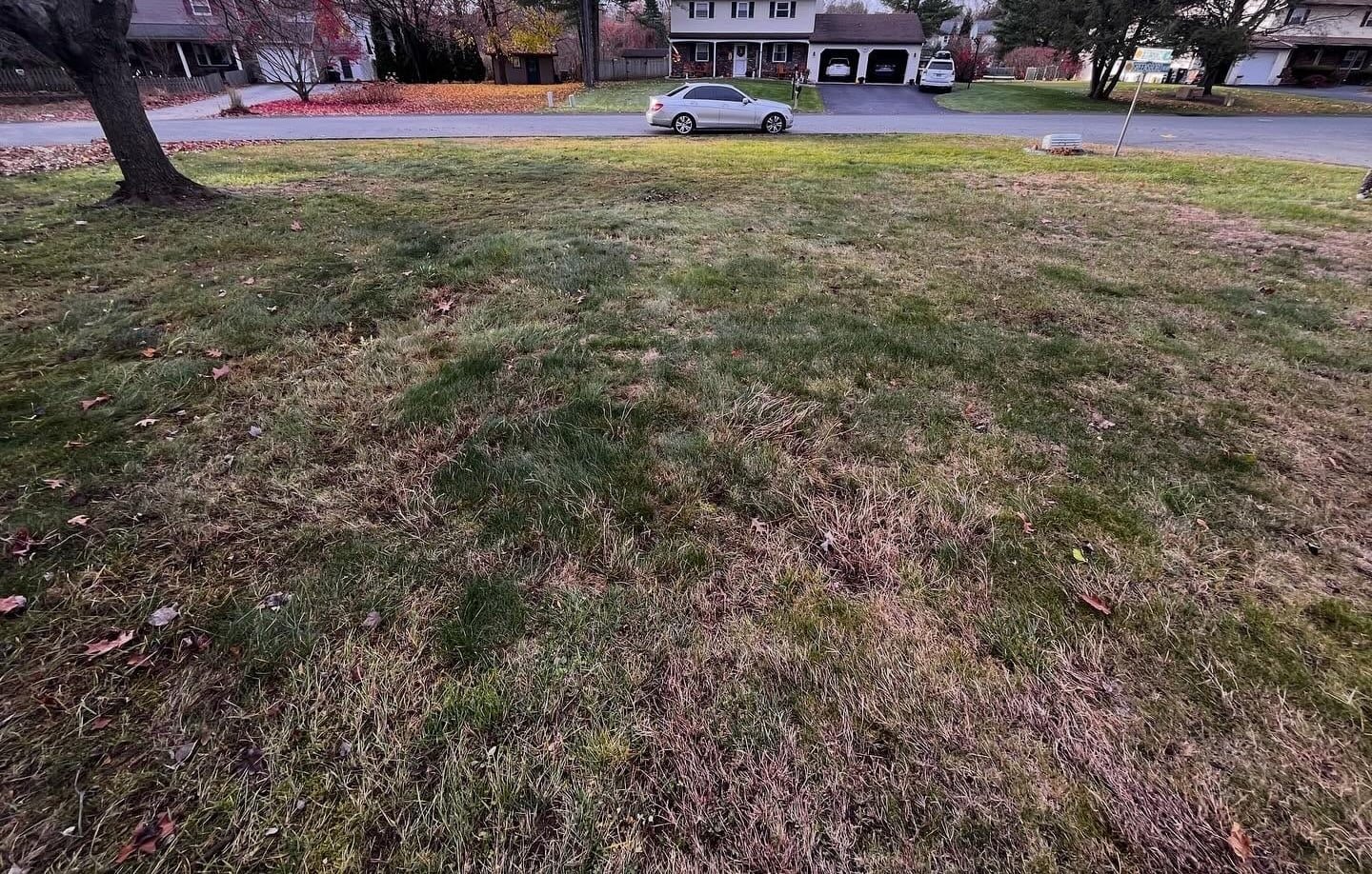 Same front lawn cleared clean after leaf cleanup