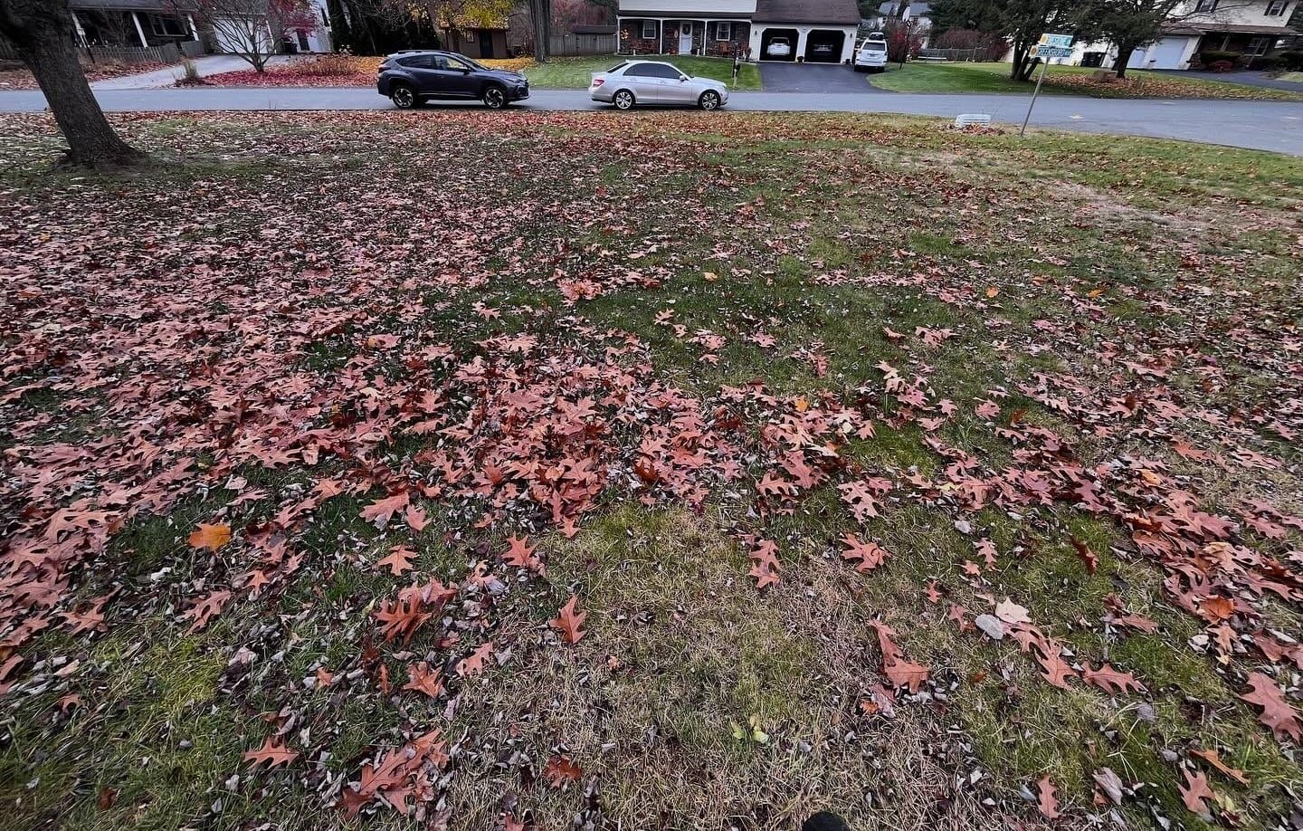 Front lawn buried under fallen leaves before cleanup