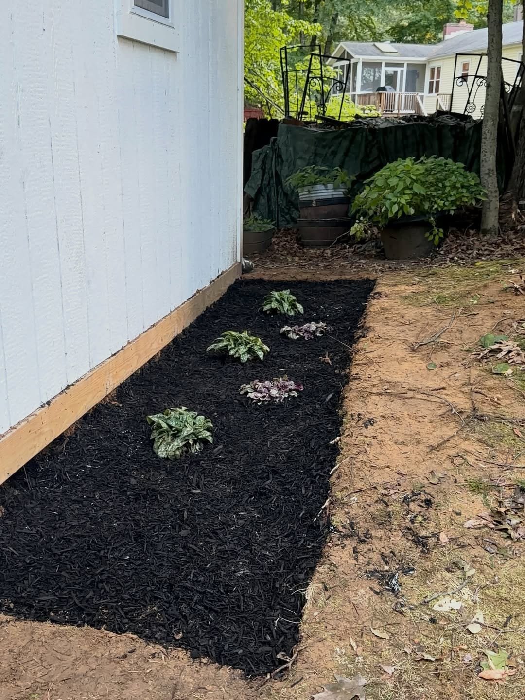 Fresh black mulch bed along the shed wall with new perennials planted